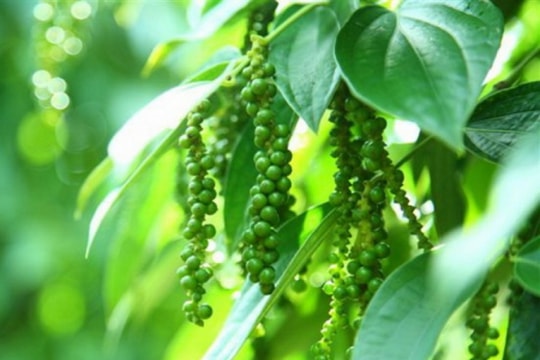 Giá tiêu hôm nay 5/1/2026: Đắk Lắk và Đắk Nông lập đỉnh 151.000 đồng/kg