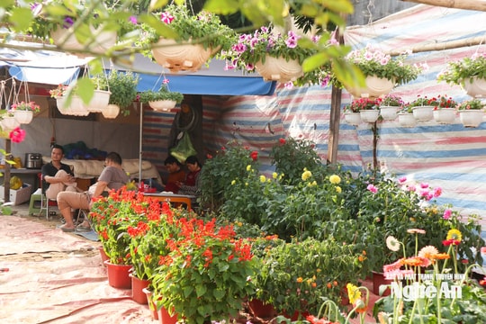 Thị trường mặt bằng bán hoa Tết Nghệ An nóng từng ngày