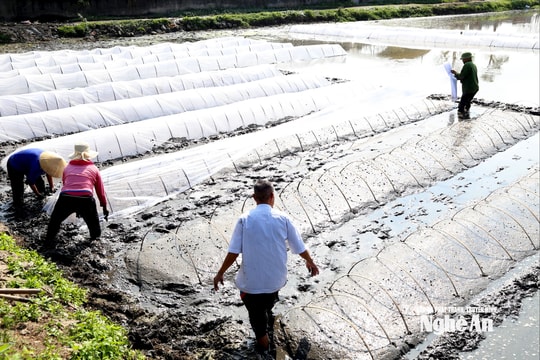 Nông dân Nghệ An tập trung bảo vệ mạ vụ Xuân trước rét đậm, rét hại