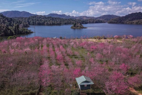 Điện Biên: Ngắm sắc hồng anh đào Nhật Bản bung nở giữa lòng hồ Pá Khoang