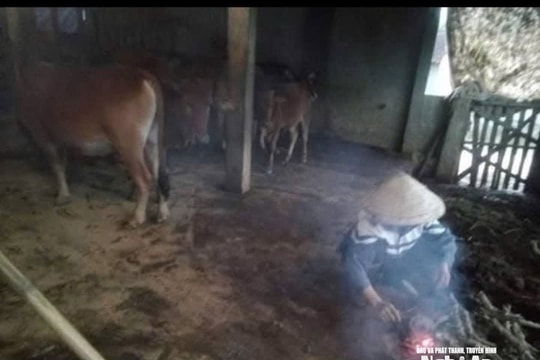 Nông dân vùng cao Nghệ An chủ động chống rét, bảo vệ đàn trâu bò