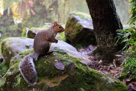 Kỹ thuật chụp ảnh động vật hoang dã mùa đông: Làm sao để có tác phẩm ấn tượng?