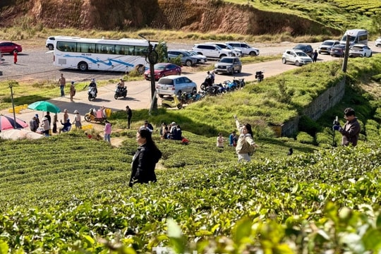 Đồi chè Cầu Đất: Điểm check-in xanh mướt không thể bỏ qua tại Đà Lạt dịp đầu năm