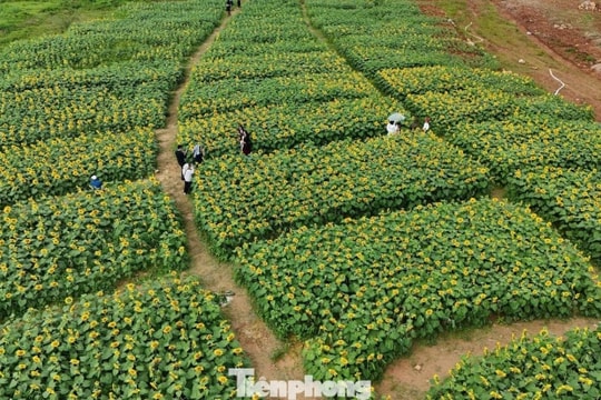 Quảng Ngãi: Cánh đồng triệu đóa hướng dương rực sáng ngày cận Tết