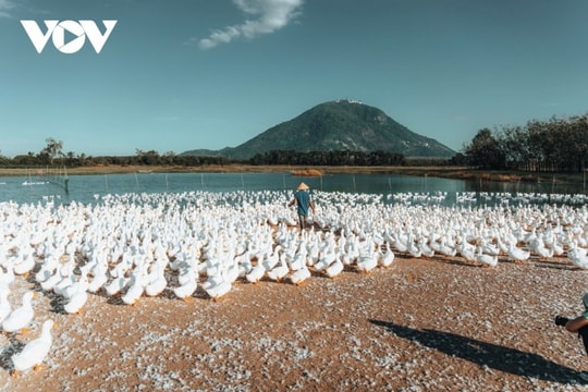 Tây Ninh: Ngắm đàn vịt trắng như tuyết phủ kín dưới chân núi Bà Đen