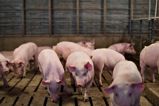 Giá heo hơi ngày 9/1: Miền Bắc lập đỉnh 71.000 đồng/kg, tăng mạnh trên cả nước