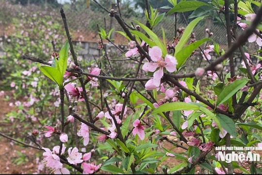 Người trồng đào Nghệ An “đứng ngồi không yên” vì hoa nở sớm, nguy cơ mất trắng cả vụ