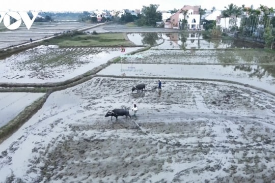 Đà Nẵng: Rời phố về làng, trải nghiệm làm nông dân và thợ gốm truyền thống