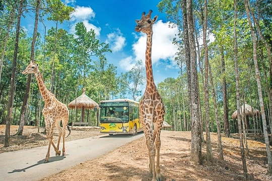 Vinpearl Safari Phú Quốc: Trải nghiệm vườn thú bán hoang dã lớn nhất Việt Nam