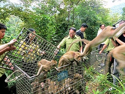 Hiệu quả công tác tuyên truyền bảo vệ động vật hoang dã tại tỉnh Nghệ An