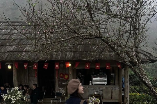 Săn hoa đào sớm miền Bắc: Kinh nghiệm khám phá Tà Xùa, Mộc Châu và Hà Giang