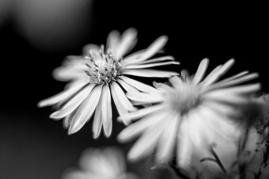 Nghệ thuật lấy nét trong nhiếp ảnh: Bí quyết tạo chiều sâu và sự sáng tạo cho người mới bắt đầu