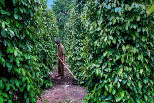 Giá tiêu hôm nay 11/1: Thị trường nội địa neo cao 152.500 đồng/kg bất chấp áp lực thế giới