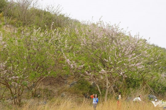 Vũng Tàu (TPHCM): Sắc hồng hoa đỗ mai nở rộ trên đồi Con Heo dịp cận Tết