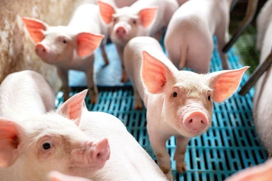 Giá heo hơi hôm nay 13/1: Miền Bắc chạm ngưỡng 75.000 đồng/kg, tăng mạnh toàn quốc