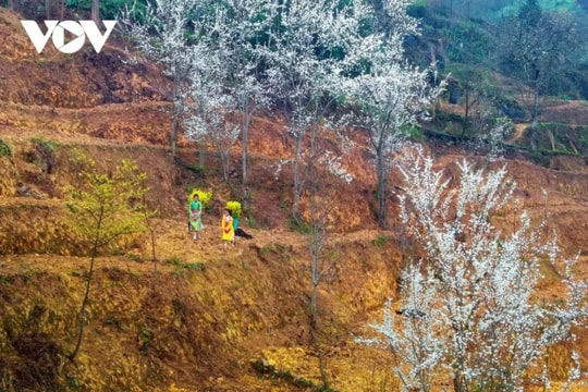 Hà Giang: Chạm vào linh hồn Cao nguyên đá qua những nụ cười vùng cao