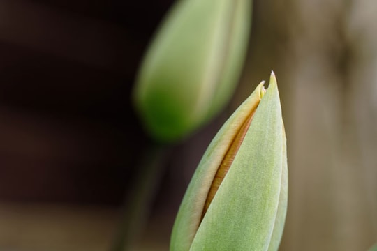 5 kỹ thuật chụp ảnh hoa trong nhà chuyên nghiệp giúp nâng tầm tác phẩm nhiếp ảnh