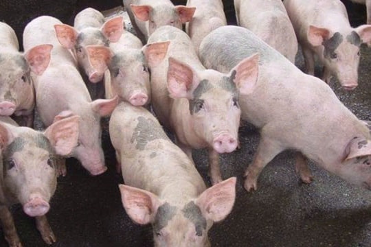 Giá heo hơi hôm nay 14/1: Miền Bắc chạm ngưỡng 76.000 đồng/kg