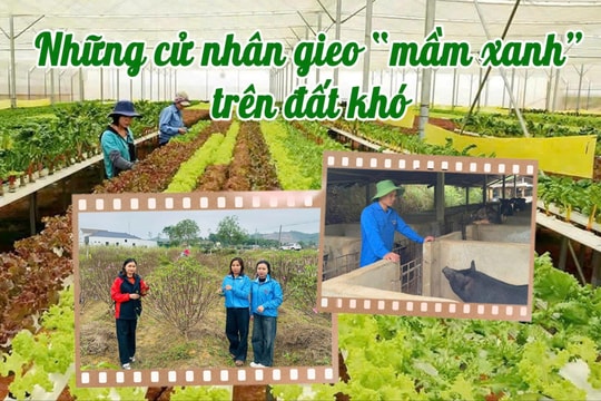 Những cử nhân gieo 'mầm xanh' trên đất khó