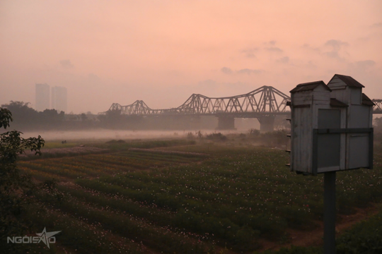 Hà Nội: Bến hoa Phúc Xá rực rỡ dưới chân cầu Long Biên thành điểm săn bình minh mới