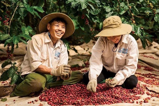 Giá cà phê hôm nay 15/1: Đắk Lắk chạm mốc 98.400 đồng/kg, thị trường thế giới biến động mạnh