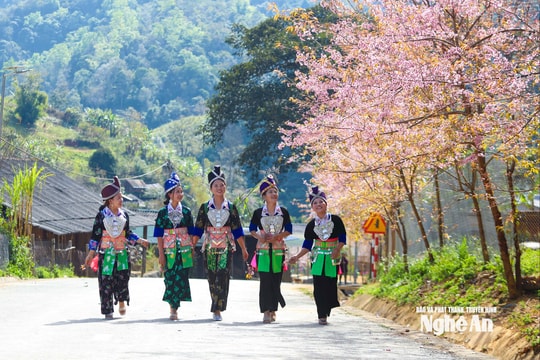 Hoa anh đào thắp hồng Mường Típ