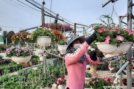 Đào, quất, mai, lan và cuộc mưu sinh Tết...