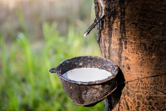 Giá cao su hôm nay 17/1: Thị trường thế giới giảm tới 1,5%, giá nội địa đi ngang