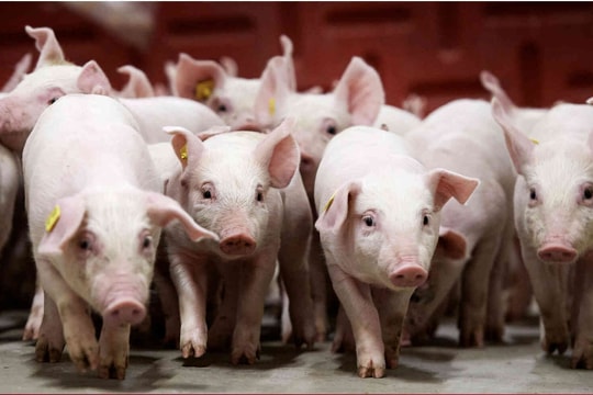 Giá heo hơi hôm nay 17/1: Miền Bắc neo ở mốc 76.000 đồng/kg, miền Nam tăng nhẹ