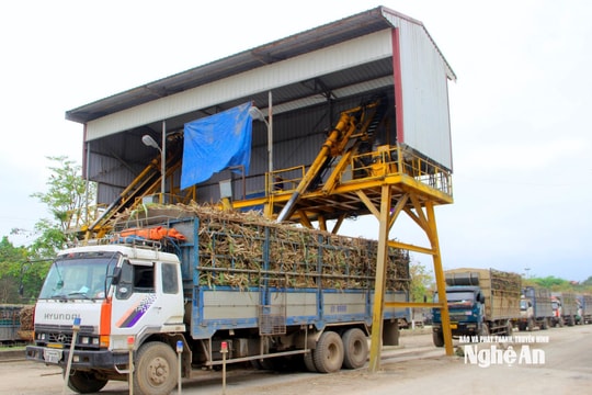 Công ty Cổ phần Mía đường Sông Con triển khai nhiều chính sách hỗ trợ người trồng mía