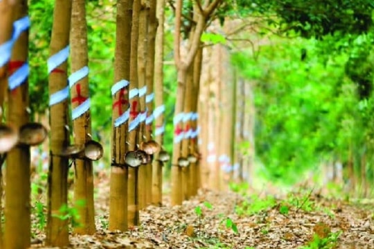 Giá cao su ngày 18/1: Thị trường thế giới giằng co, sàn Tocom giữ mức 349 JPY/kg