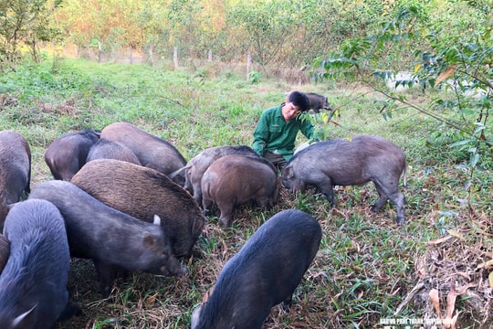 Nhiều đặc sản Nghệ An đắt hàng cận Tết