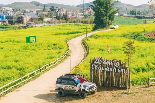 Mộc Châu: Khám phá sắc vàng rực rỡ của những cánh đồng hoa cải mùa cận Tết