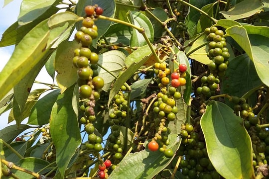 Giá tiêu ngày 19/1: Thị trường trong nước lặng sóng, cao nhất 148.500 đồng/kg