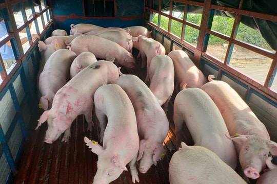 Giá heo hơi hôm nay 19/1: Miền Nam chạm mốc 72.000 đồng/kg, miền Bắc duy trì đỉnh 75.000 đồng/kg