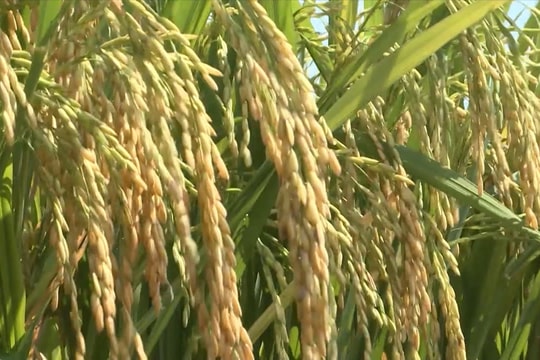 Giá lúa gạo hôm nay 19/1: Thị trường đi ngang, giá xuất khẩu bình quân giảm mạnh