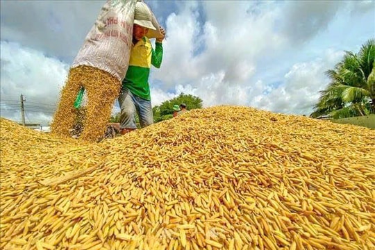 Giá lúa gạo hôm nay 21/1: Giá lúa tươi nhích tăng nhẹ, thị trường gạo ổn định