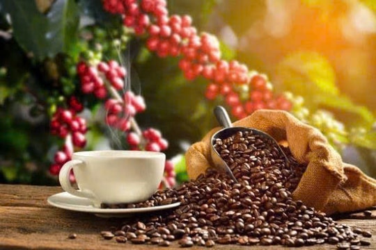 Giá cà phê hôm nay 21/1: Tăng lên 99.700 đồng/kg, áp sát mốc 100.000 đồng