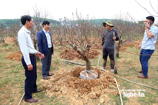 Đào vườn Nghệ An rộn ràng khách đặt cọc trước Tết