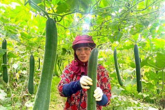 Bí xanh Nghệ An được mùa, được giá dịp cận Tết