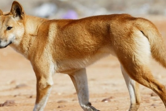 Đảo K'gari Australia: Nữ du khách tử vong nghi do chó dingo tấn công