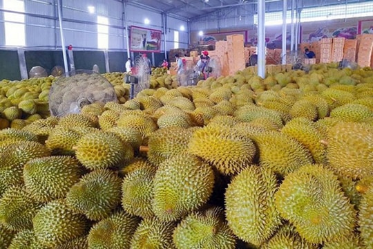 Giá sầu riêng hôm nay 22/1: Sầu riêng Thái duy trì mức cao 90.000 đồng/kg