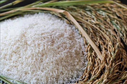 Giá lúa gạo ngày 23/1: Thị trường ổn định, gạo IR 504 đạt 9.700 đồng/kg