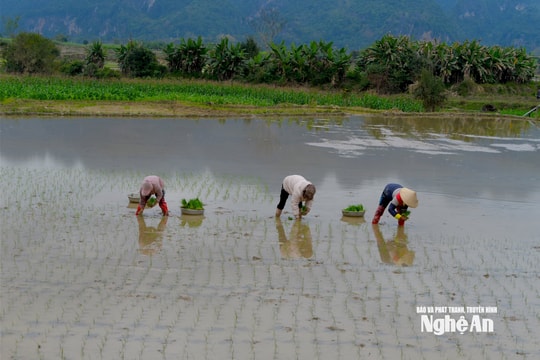 Các xã rẻo cao Nghệ An đẩy nhanh tiến độ làm đất, gieo cấy lúa xuân