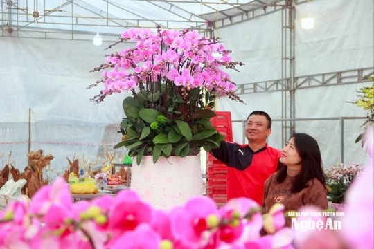 Vào vụ Tết, thợ cắm hoa lan tất bật "chạy sô", thu tiền triệu mỗi ngày