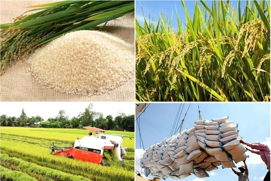 Giá lúa gạo hôm nay 25/1: Thị trường đi ngang, lúa OM 18 ở mức 6.500 đồng/kg