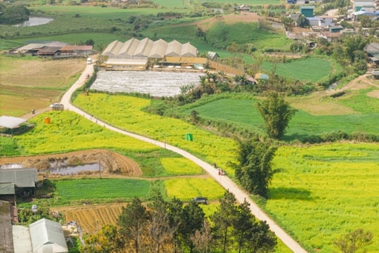 Mộc Châu: Sắc vàng hoa cải Nhật Bản rực rỡ phủ khắp các triền đồi