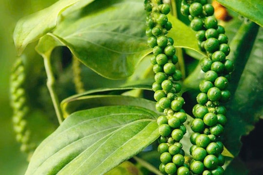 Giá tiêu hôm nay 26/1/2026: Trong nước đạt 150.000 đồng/kg