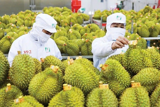 Giá sầu riêng hôm nay 27/1: Sầu Thái loại A giảm mạnh đến 15.000 đồng/kg