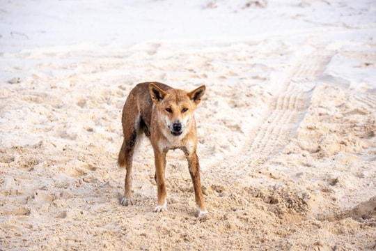 Australia tiêu hủy đàn chó dingo trên đảo K'gari sau cái chết của du khách